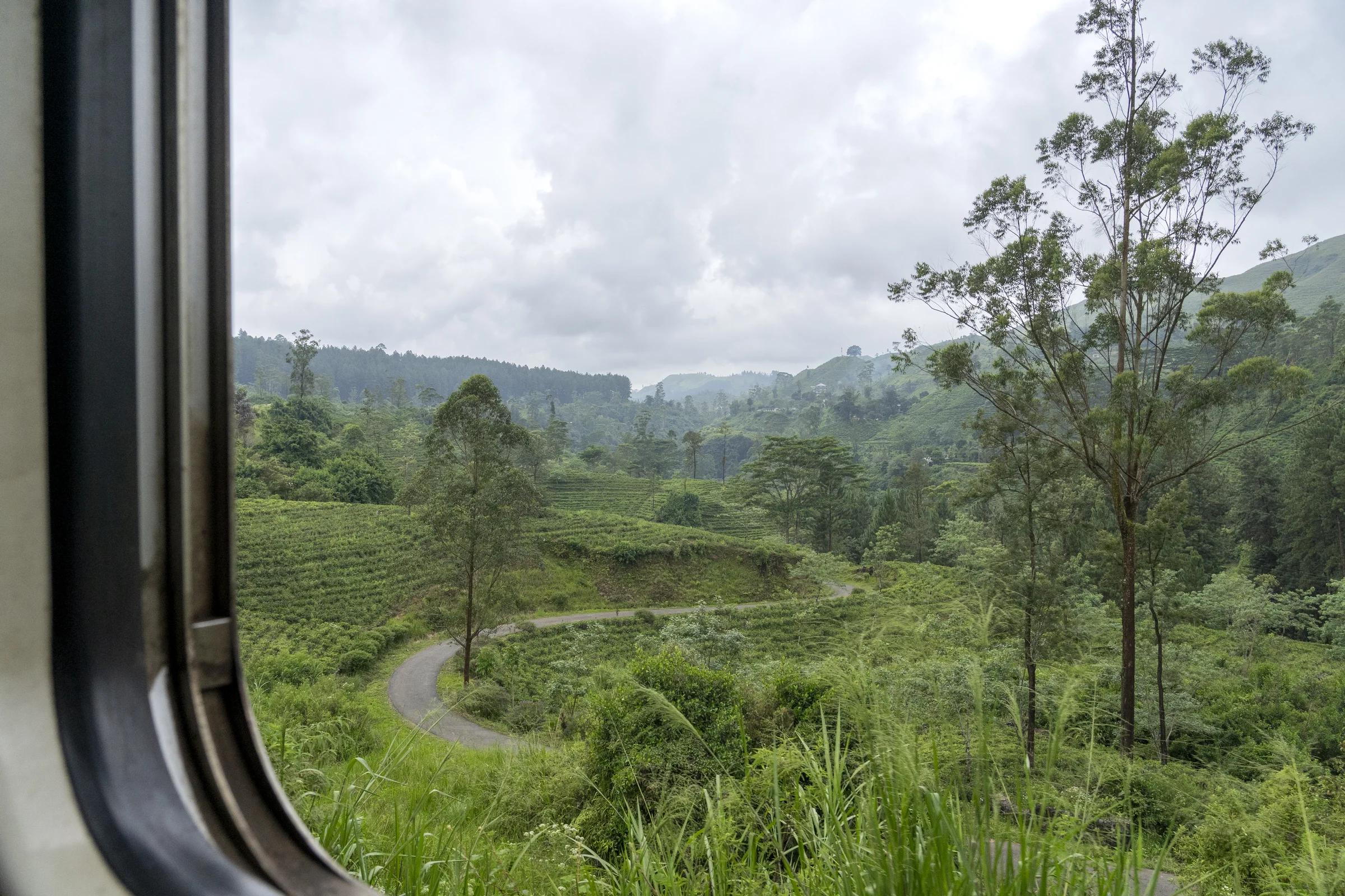 Sri Lanka — foresta tropicale